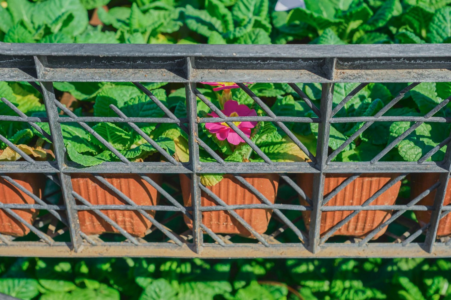 Stainless steel planters