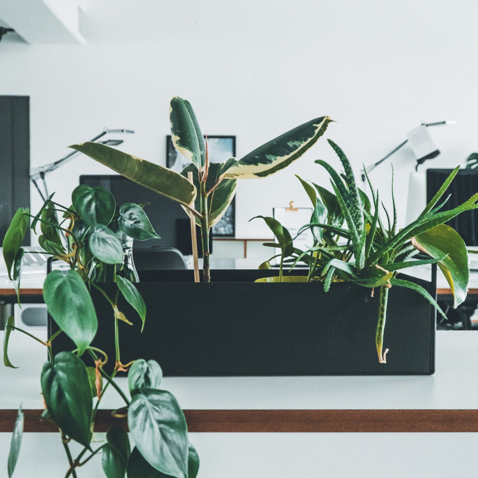 close-up-potted-plant-against-window-office