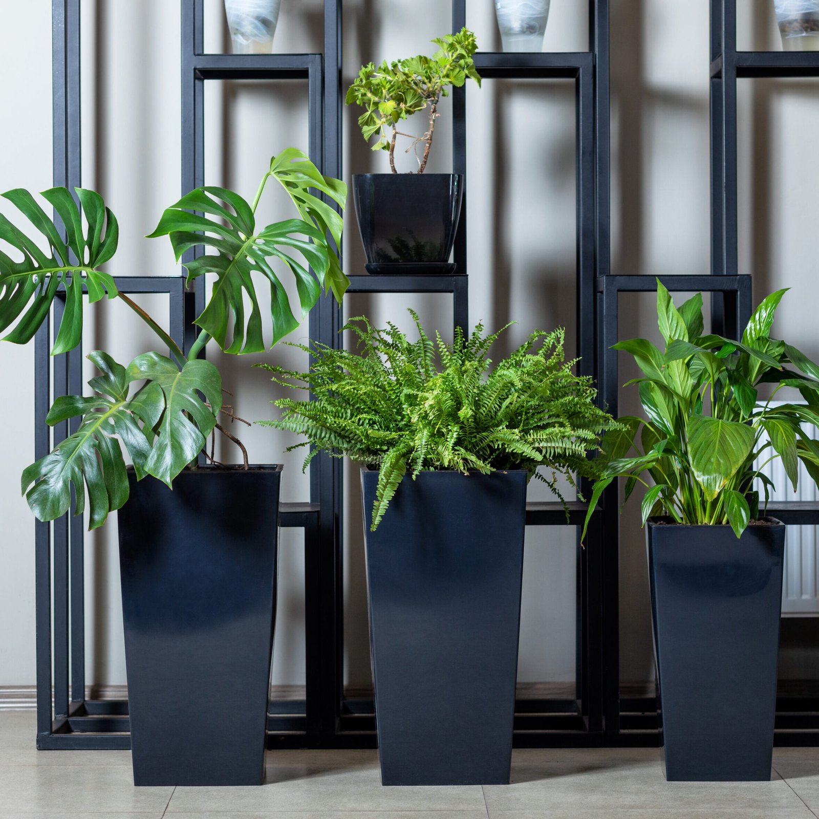 Monstera deliciosa - Swiss Cheese Plant, Nephrolepis exaltata Green Lady - Green Lady Boston Fern, Peace Lily in the black pot